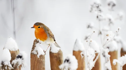 Winterurlaub in Hinterzarten | Slow Living Hotel Reppert