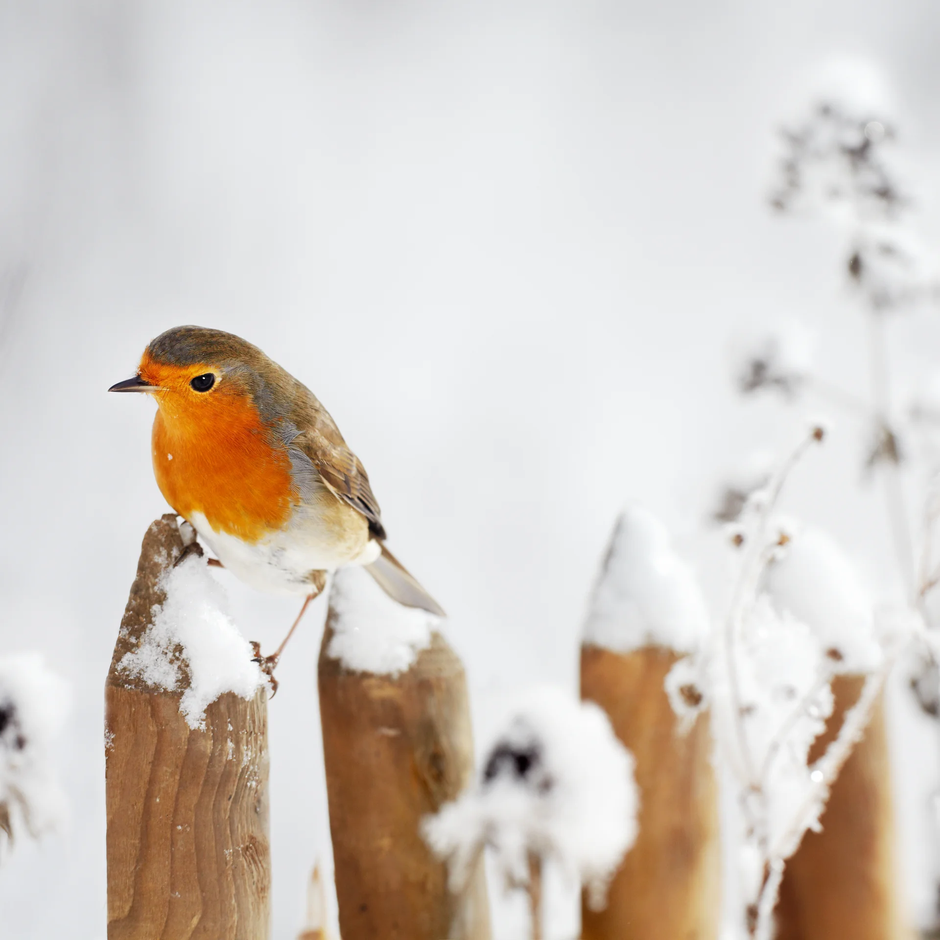 Reppert, Ihr Hotel in Hinterzarten im Schwarzwald