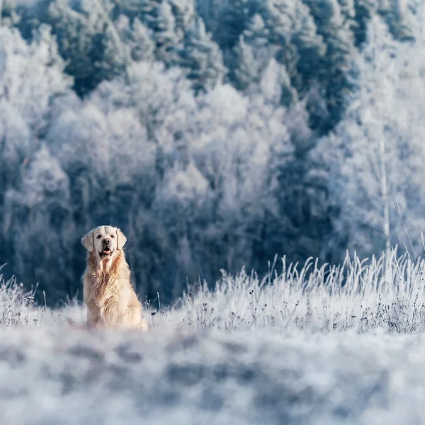 Bildergalerie | Slow Living Hotel Reppert in Hinterzarten
