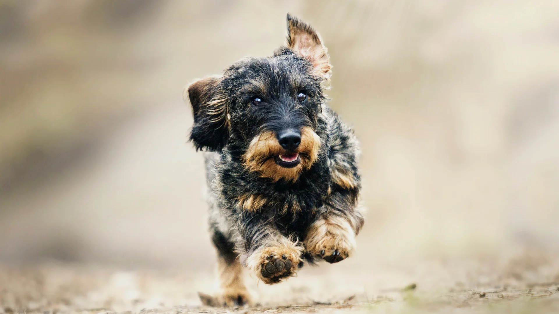 Urlaub im Schwarzwald | Mit Hund ins Hotel Reppert