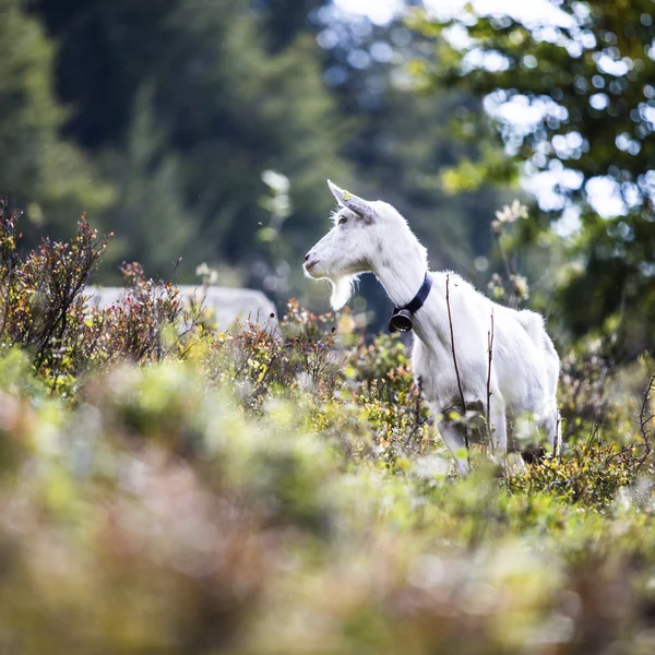 Bildergalerie | Slow Living Hotel Reppert in Hinterzarten