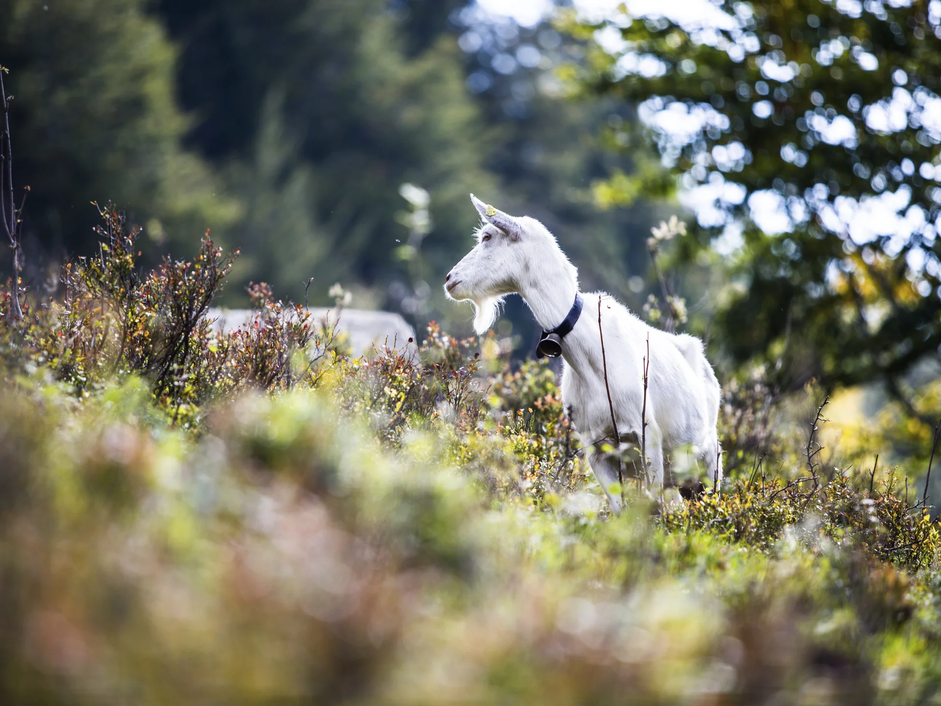 Übernachtung in Hinterzarten | Slow Living Hotel Reppert