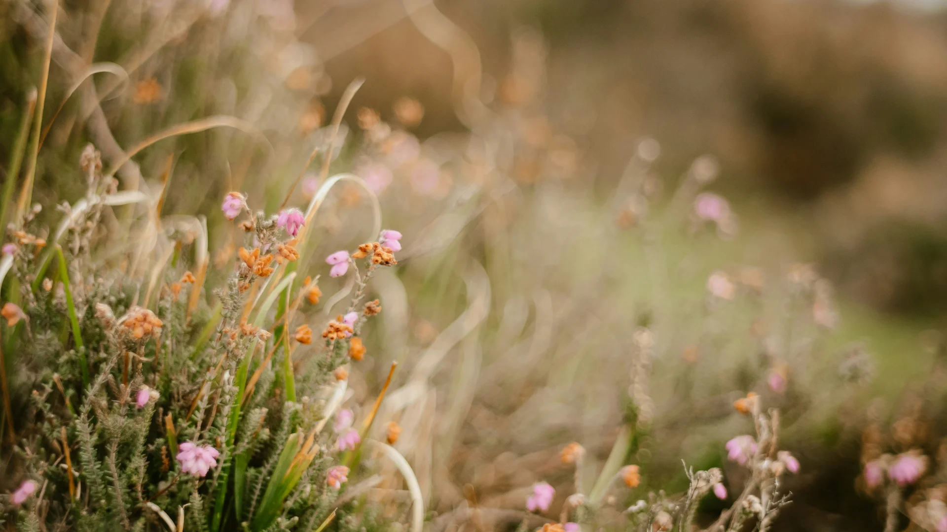 Ihr Wellnesshotel in Hinterzarten | Das Reppert im Schwarzwald
