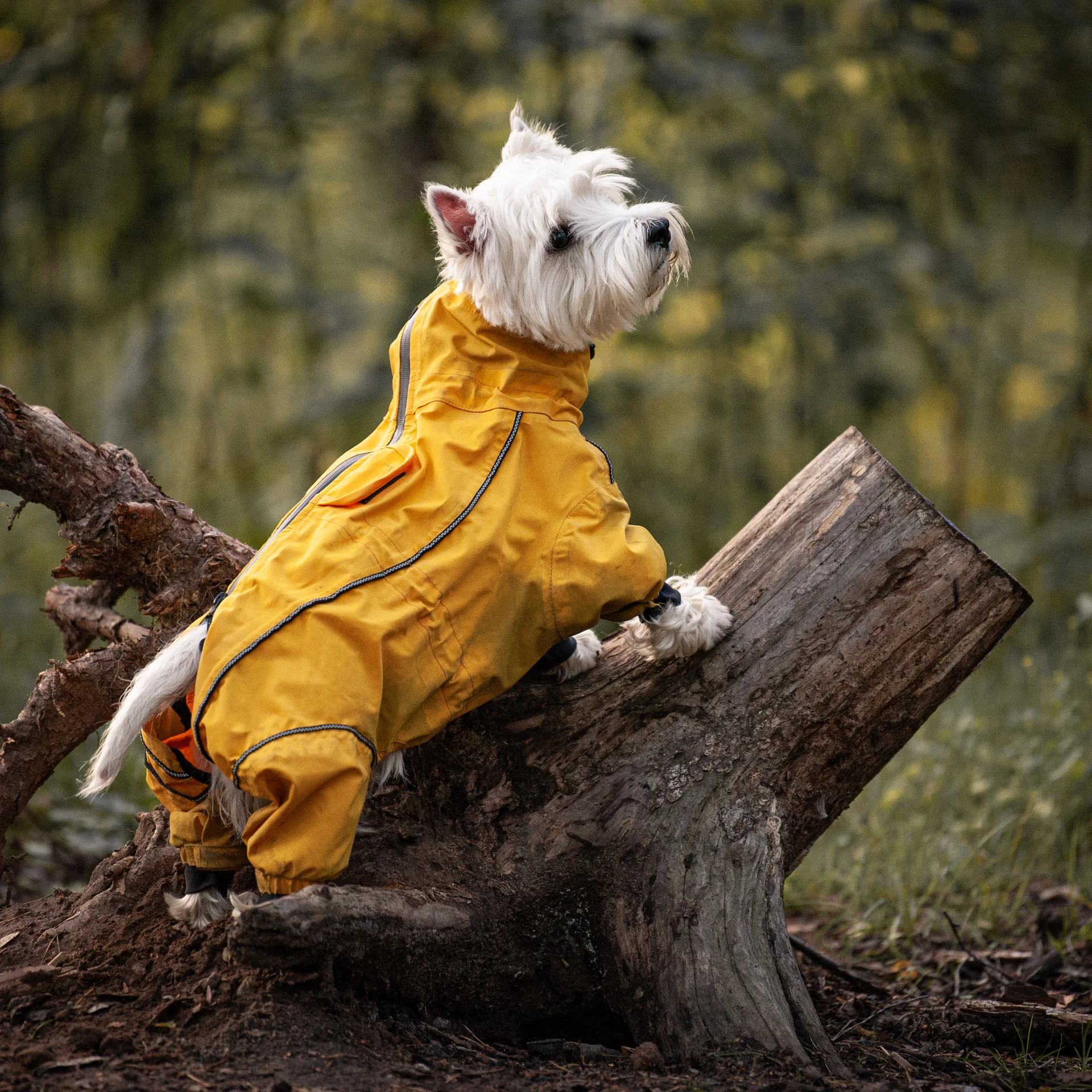 Urlaub im Schwarzwald | Mit Hund ins Hotel Reppert