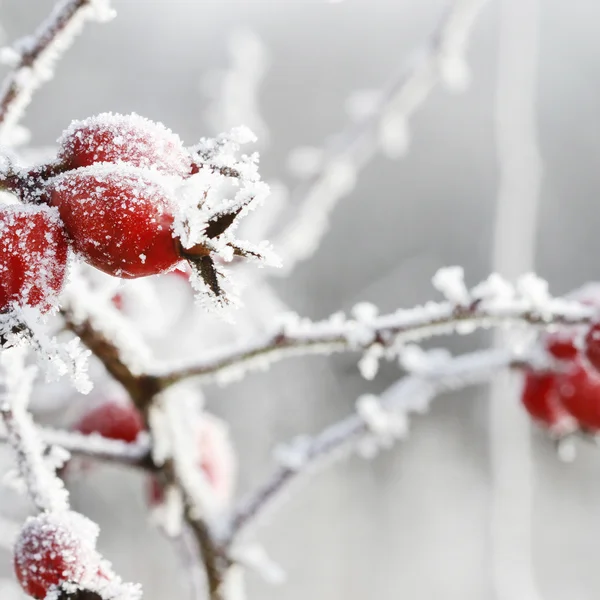Bildergalerie | Slow Living Hotel Reppert in Hinterzarten